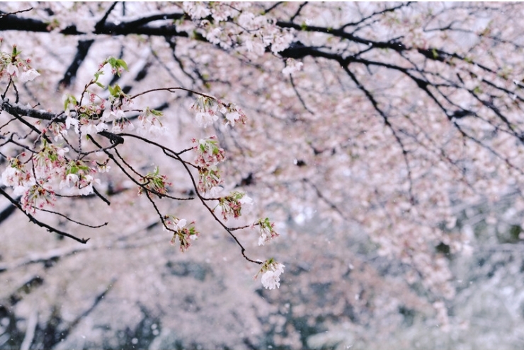 【祝】中学/高校受験合格速報