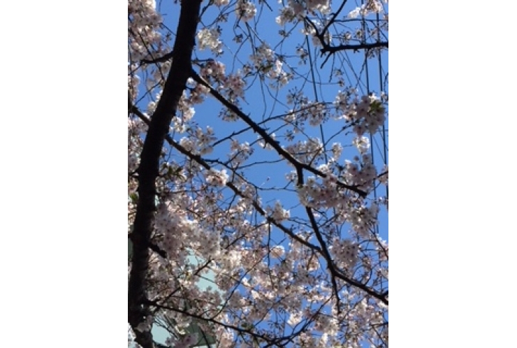 【都立入試前日】各教科の最終確認