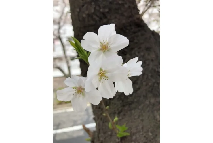 ご卒業おめでとうございます