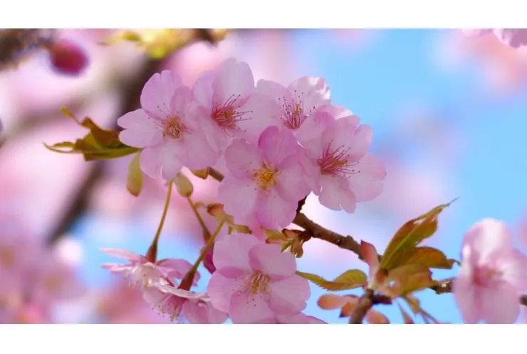 中学生！無料学力診断　募集！