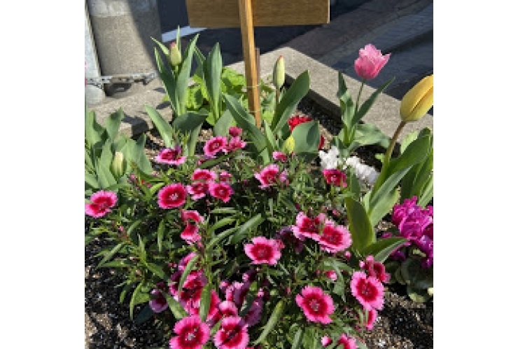 ご入学おめでとうございます！