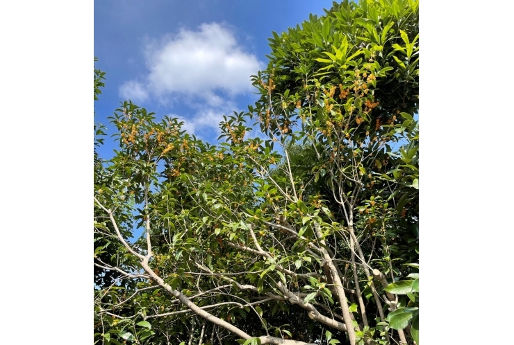 中3受験生にとって、来月のテストがいかに重要か。