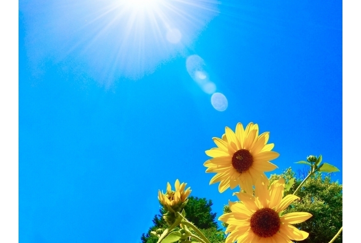 身の回りの植物！！ 個別指導　英才個別学院　立会川校
