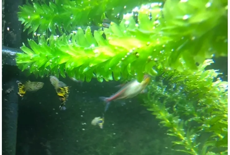 水槽に新たな生命