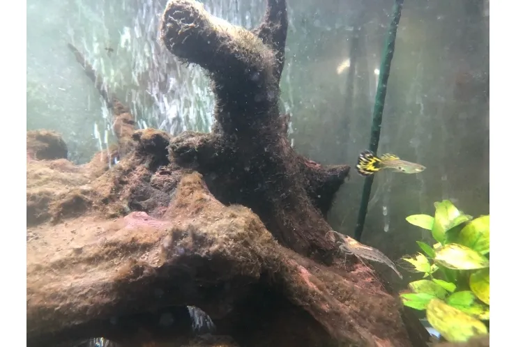 水槽に仲間が加わりました！