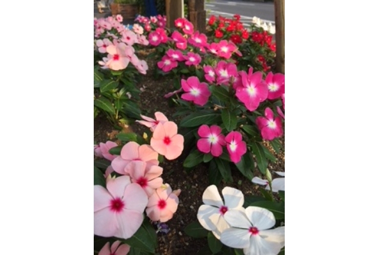 【春の学習アドバイス_新中1（現小6）】英語と数学のポイント