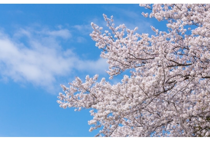 桜の由来をしりたい