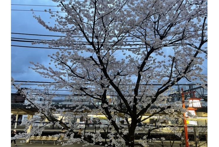 【桜が綺麗です！！】