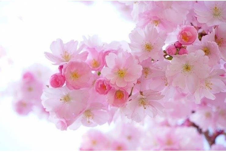 春の花はピンク？