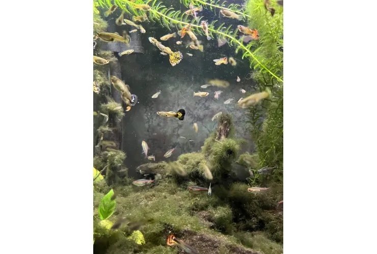 水槽の様子！☆彡