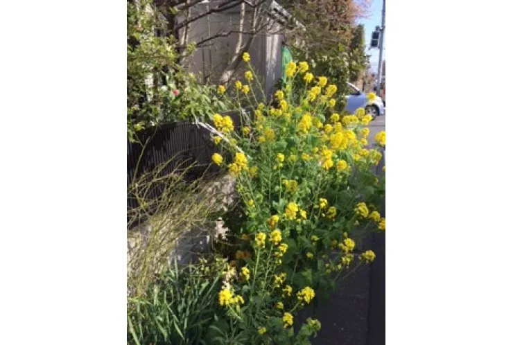 名前に込められた想い 啓 健 菜 課外授業