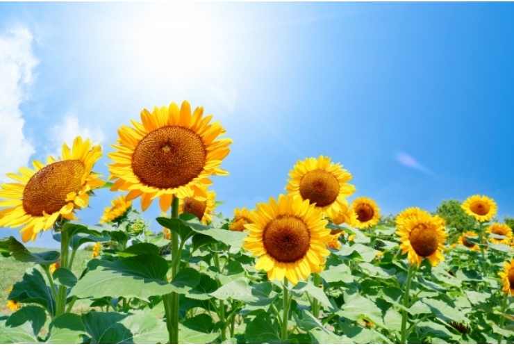 夏期講習受付スタートします！