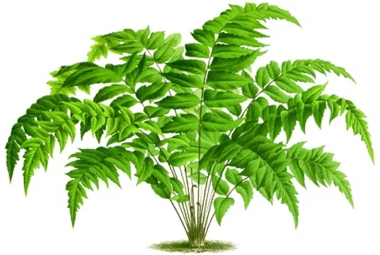 世界最大の植物がオーストラリアで発見