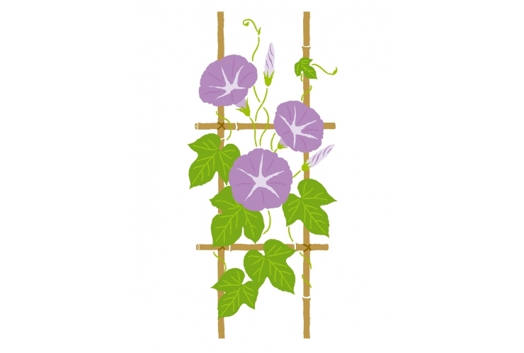 【花言葉⑥】アサガオ　【練馬 中村橋 塾】