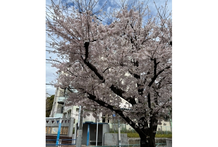 ご入学おめでとうございます！