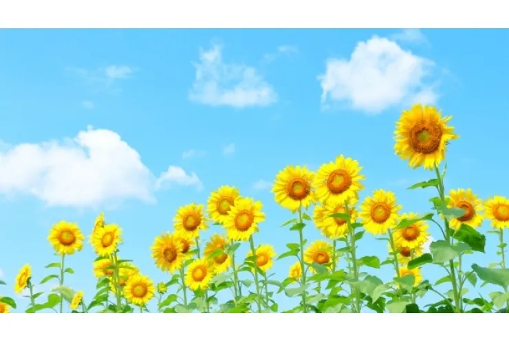 夏、英才でしかできないこと（小・中学生）