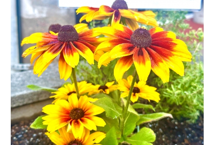 学生必見！夏休みの過ごし方