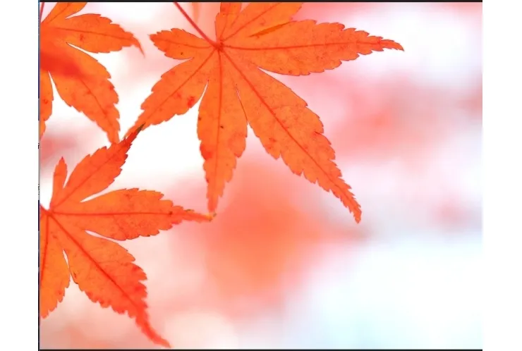 秋休校のお知らせ