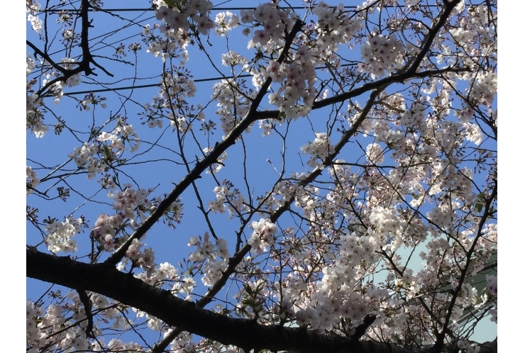 【合格速報】東海大学　経営学部！