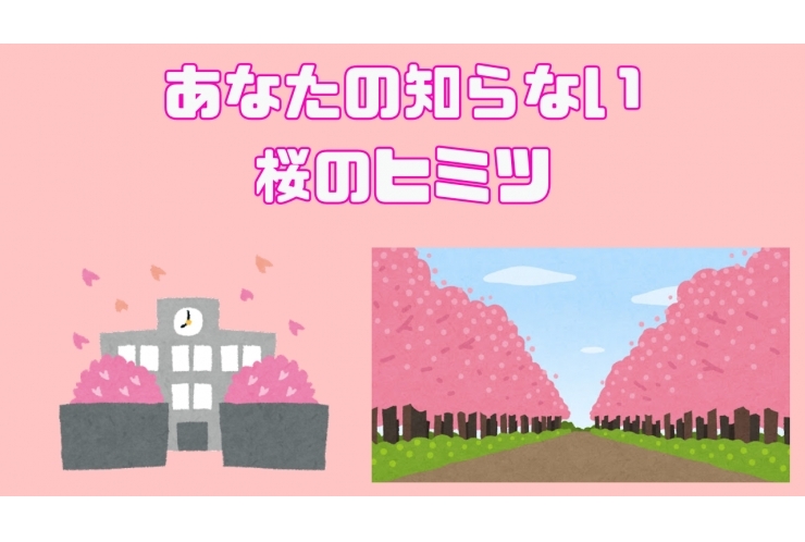 桜のヒミツ